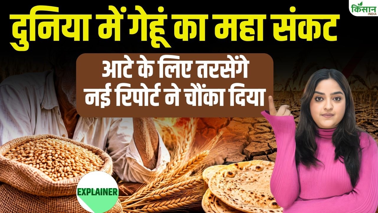 Wheat Crisis 2026: दुनिया में गेहूं की कमी का खतरा, Food Crisis की आहट से बढ़ी चिंता