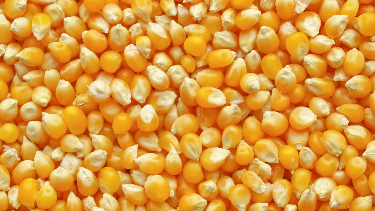 Dependence On Imported Seeds Reduced 2 New Indigenous Varieties Popcorn Maize Launched