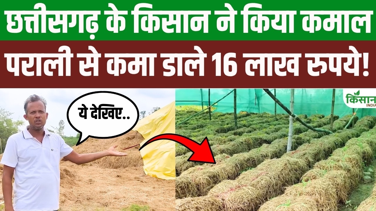 Turning Stubble Into Fortune Mushroom Farming Earned A Farmer 16 Lakh In Just 10 Days