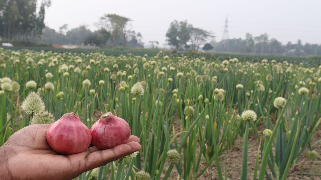 Kharif Onion Sowing Affected In Nashik Acreage Has Decreased To 500 Hectares