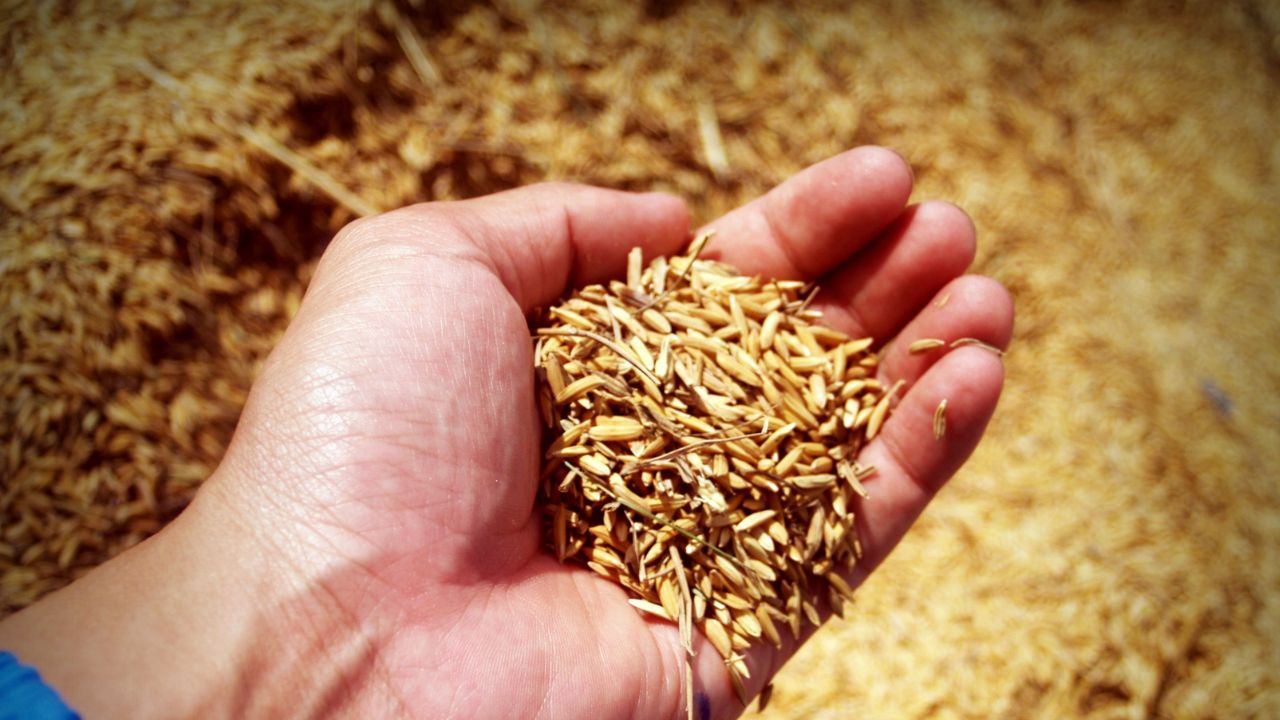 Telangana Government Decision On 9 Identified Paddy Varieties Farmers Will Have To Register