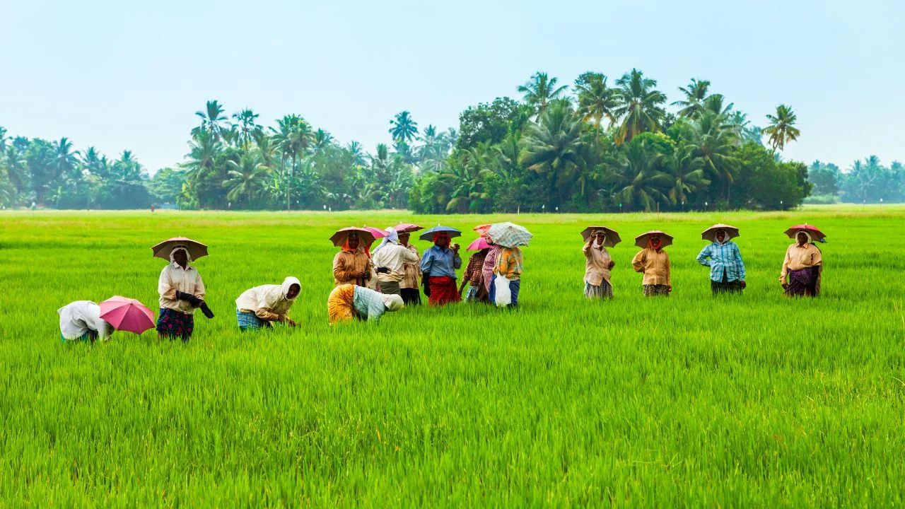 Rain Crisis Deepens Rainfall 12 Percent Less Kharif Crop Yields At Risk