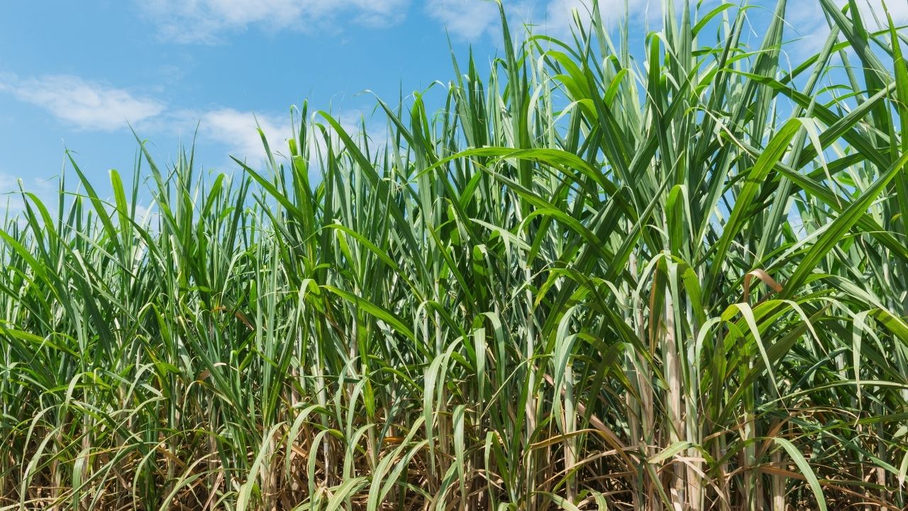 Sugarcane Acreage Decreased In Bihar Production Expected To Decline This Year