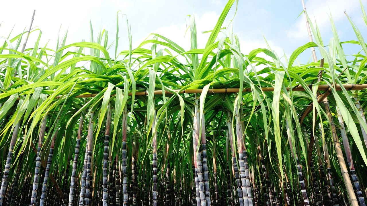 Sugar Price Hike Government May Ban The Use Of Sugarcane For Ethanol