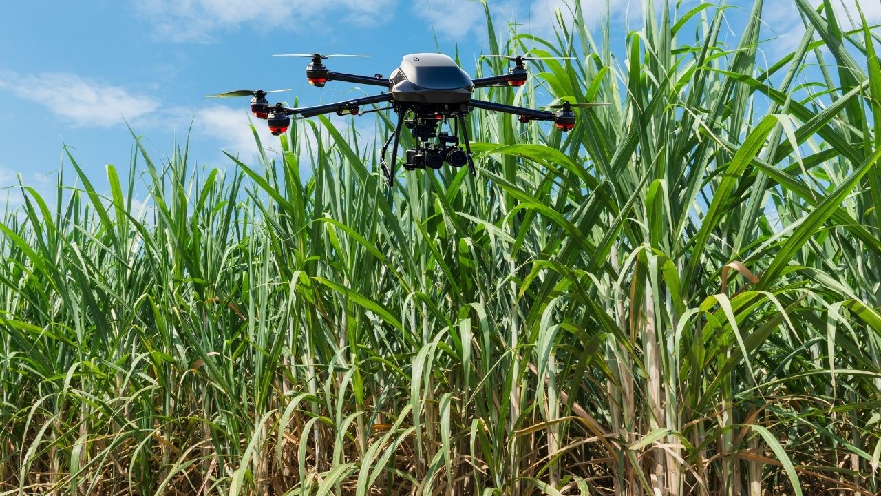Drones Spray Pesticides On Sugarcane Crops 36 Drones Deployed In Three Districts Of Up
