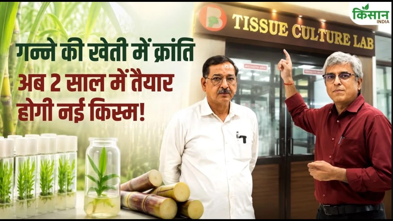 Tissue Culture Technique For Sugarcane Variety New Revolution In Sugarcane Farming To Ready New Variety In Just 2 Years Balrampur Chini Mills