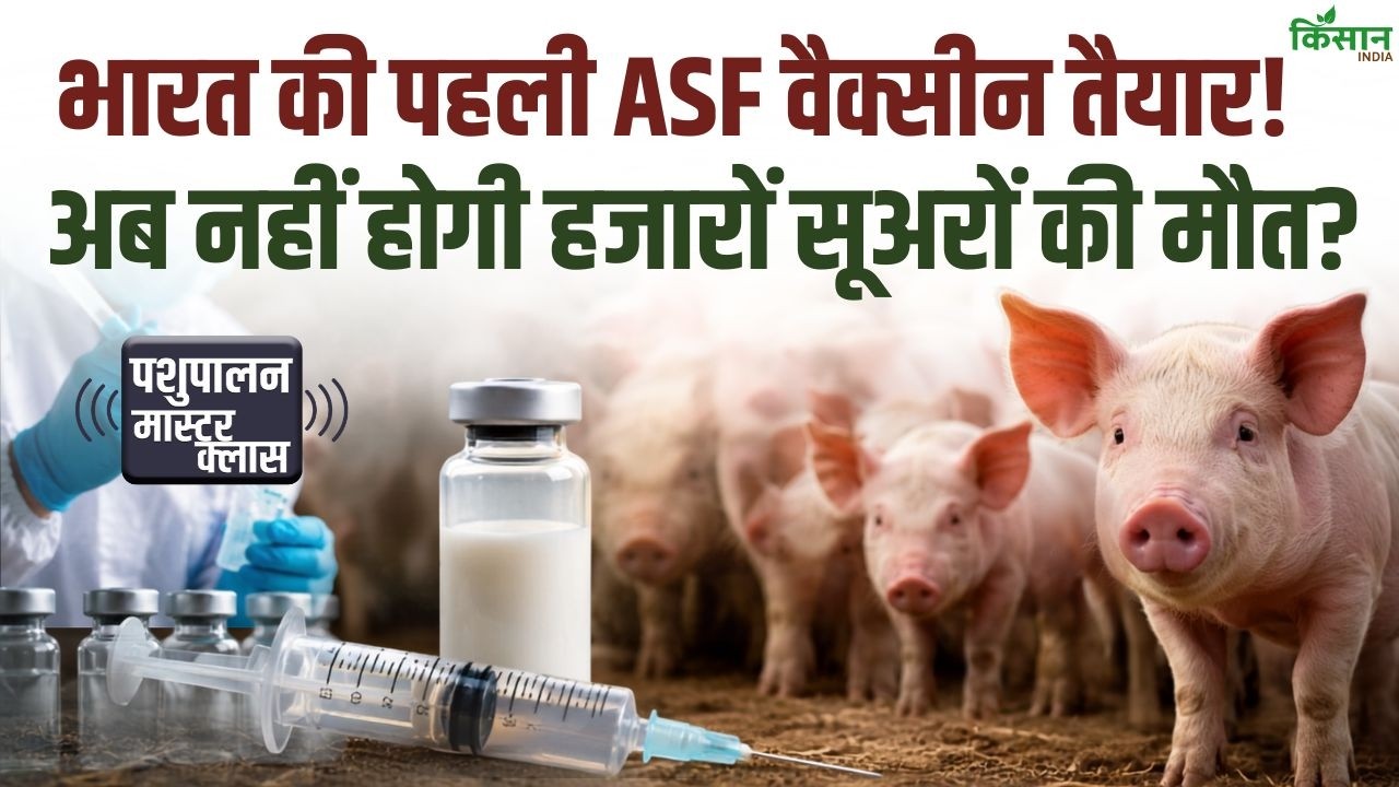 ICAR की ऐतिहासिक सफलता! ASF बीमारी पर भारत की बड़ी जीत, अब हजारों सूअरों की जान बचेगी?