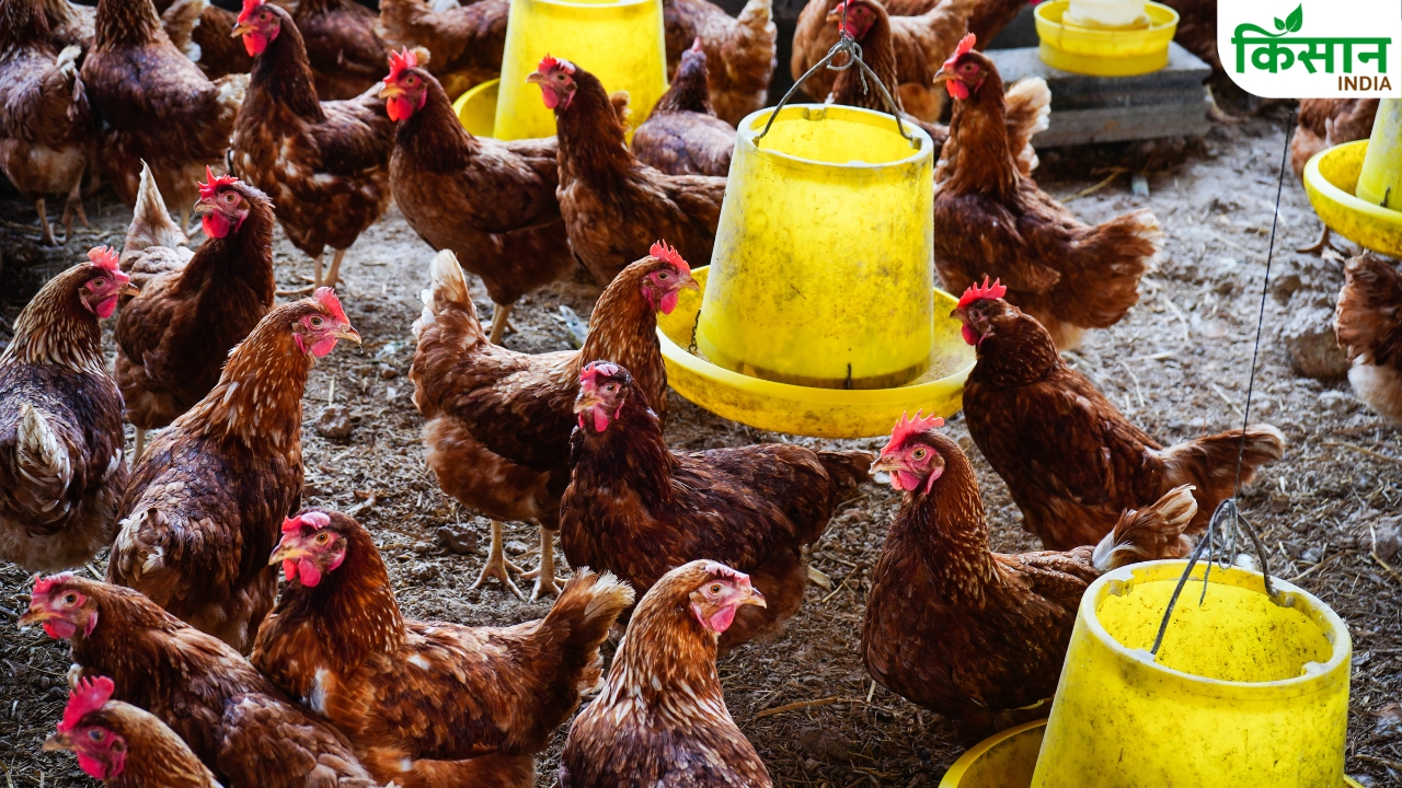 Monsoon Poultry Farming 5 Tips To Prevent Losses