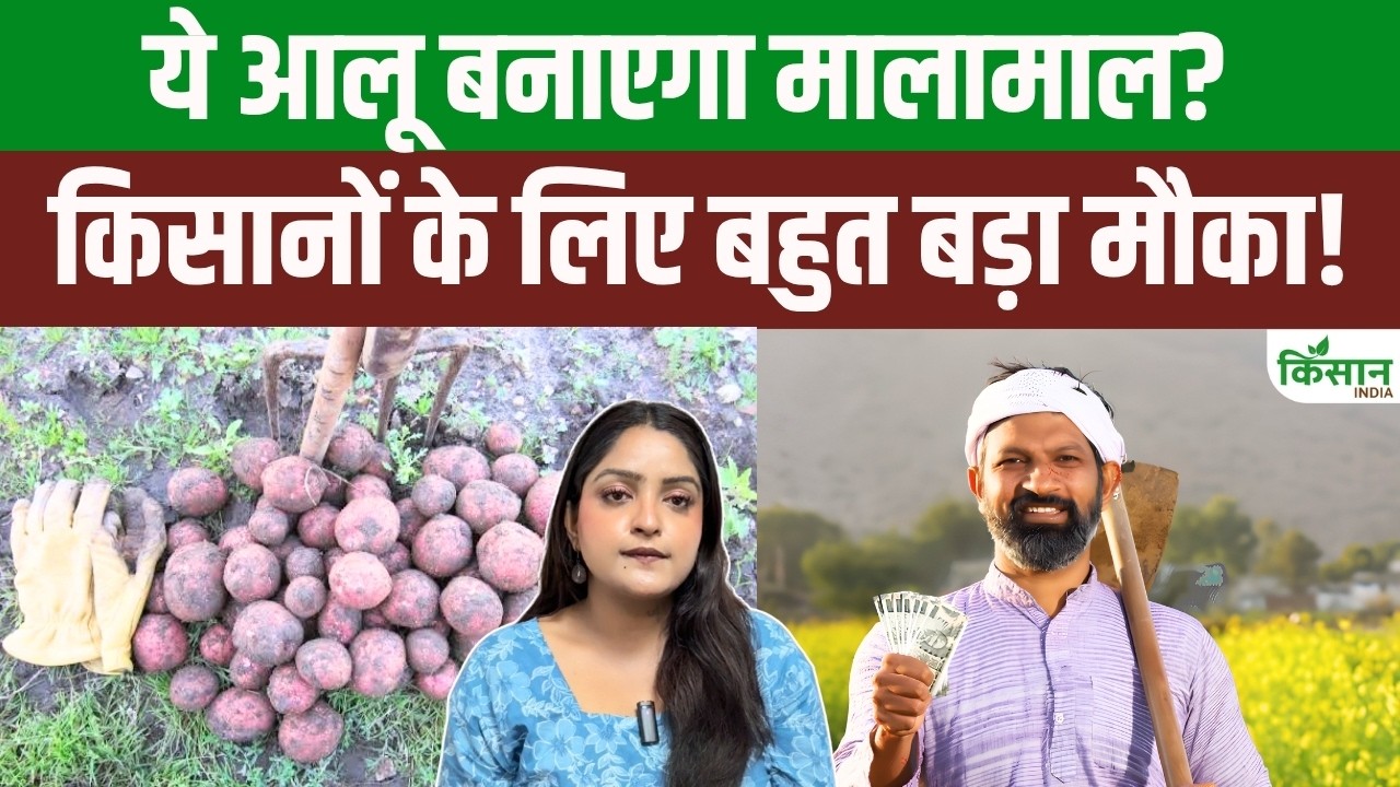 75 Percent Subsidy For Bihar Potato Farmers Support Of Up To 93863 Lady Rosetta Variety Here How Avail The Benefit