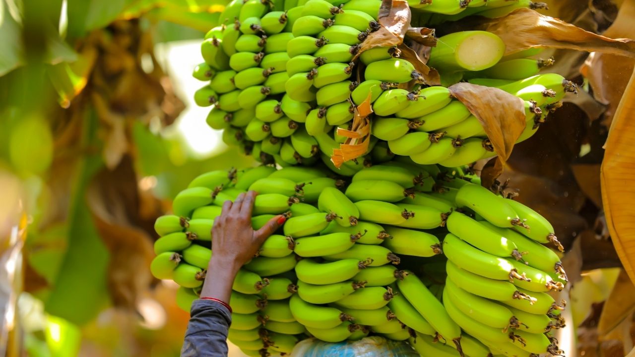 Government Considering Fdi Liberalisation In Plantation Sector Foreign Investment In Banana Farming