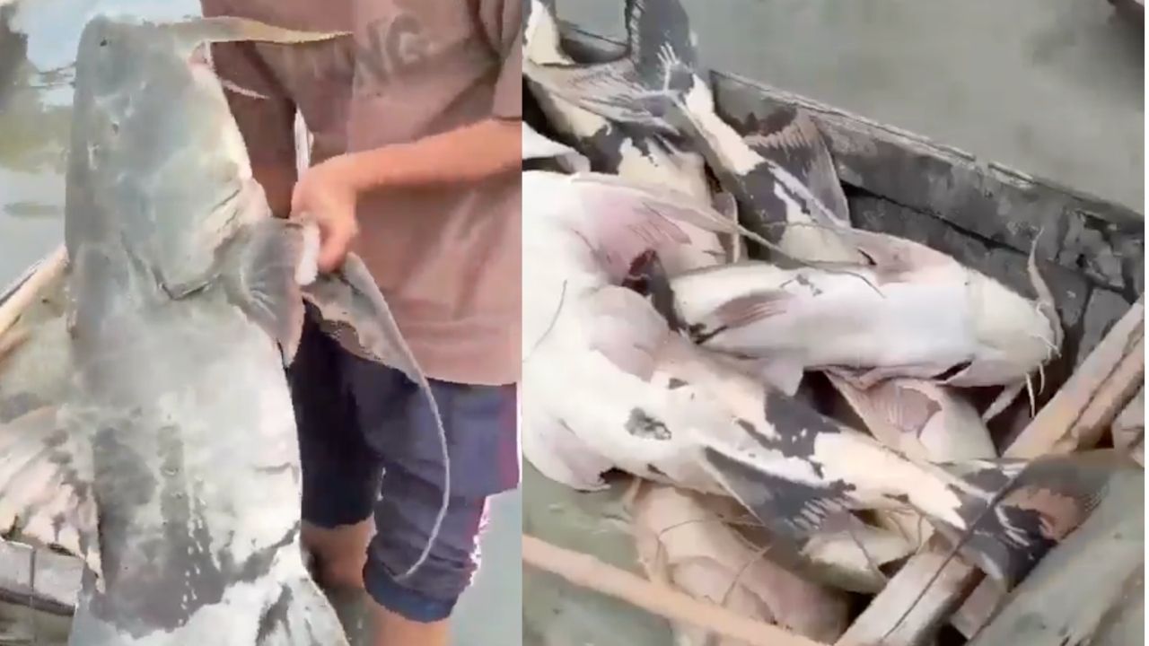 Bihar Government Issues Advisory After Nepal Flood Brings Unknown Fishes In State