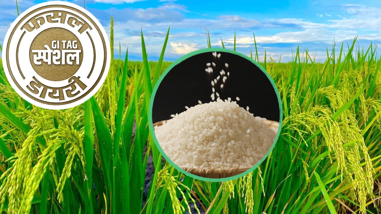 Chinnor Rice Rivals Basmati Unique Taste And Aroma Cultivated Only In Madhya Pradesh
