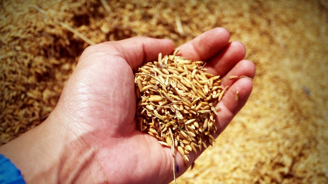 Gujarat Uses Ai Based Grain Analyser For Paddy Grading At Msp Procurement Centres