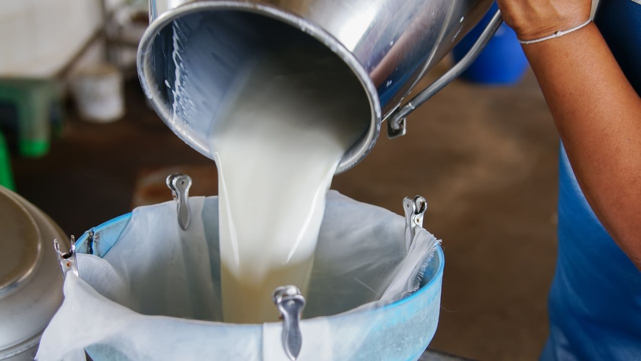 Haryana Dairy Association To Hike Buffalo Milk Price To Rs 100 Per Litre Cow Milk To 80 Rupees