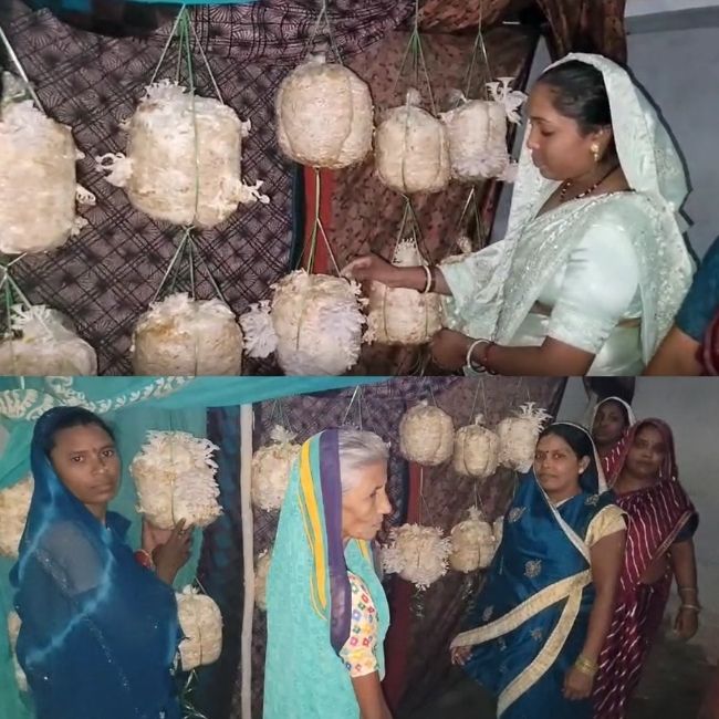 mushroom farming