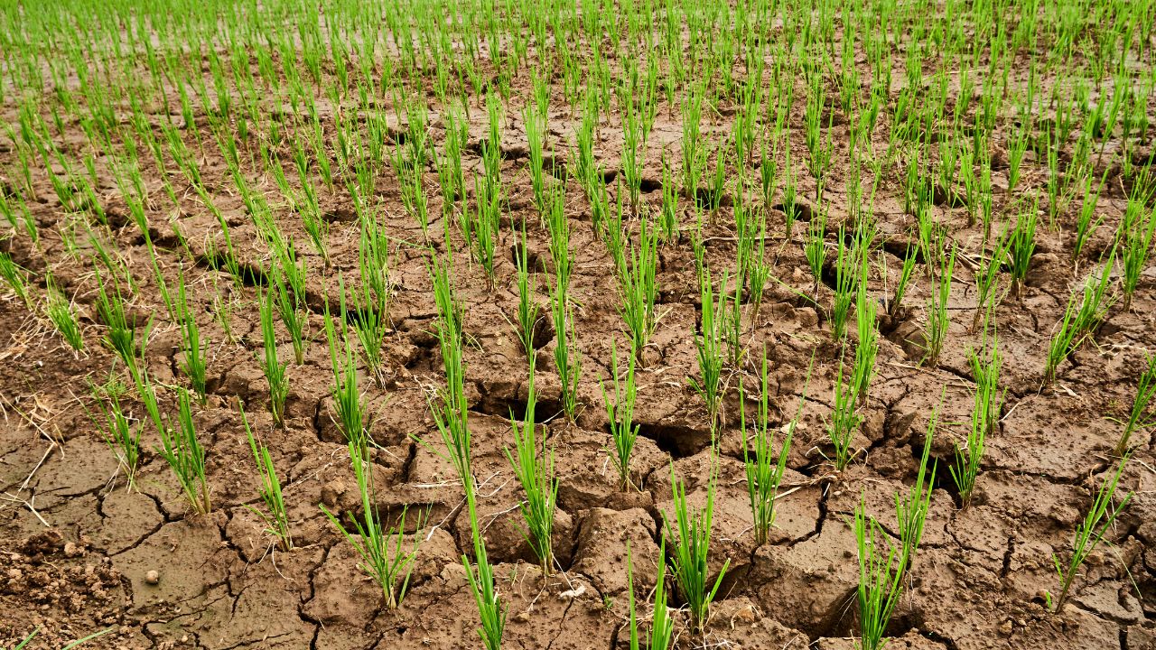 An All Party Delegation Will Go To Delhi To Seek Relief From The Centre For Drought Relief Cm Shivakumar Lobby For Loan Waivers