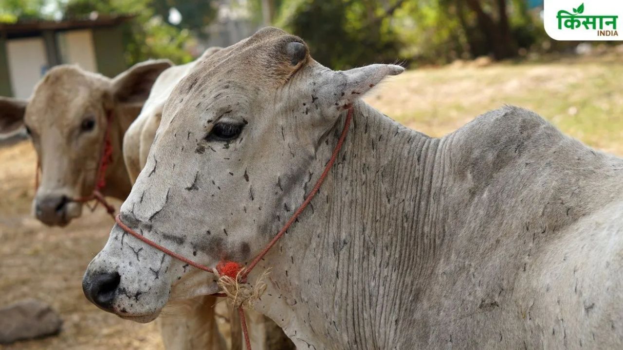 Lumpi Disease Threatens Cattle In Haryana Suspected Cases In Four Districts 12 Samples Sent To Bhopal For Testing