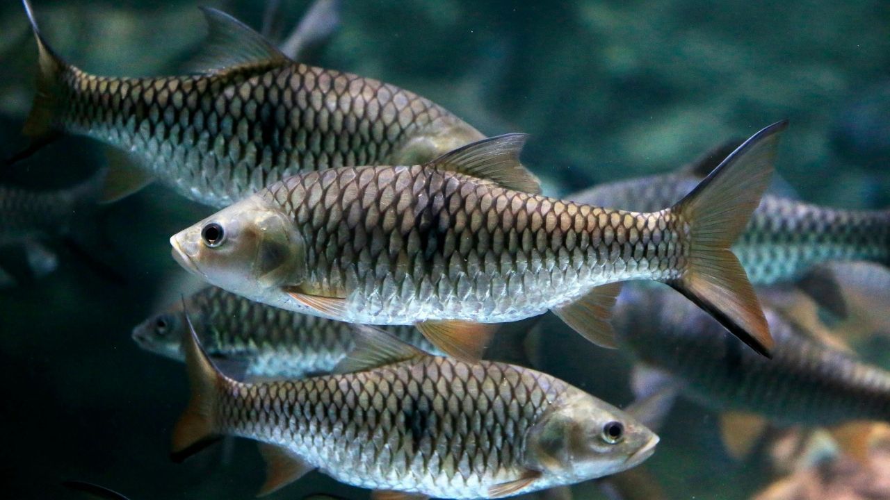 Icar Cmfri Develops Matsyametri Mobile App To Measure Fish Length Width Without Touching Them