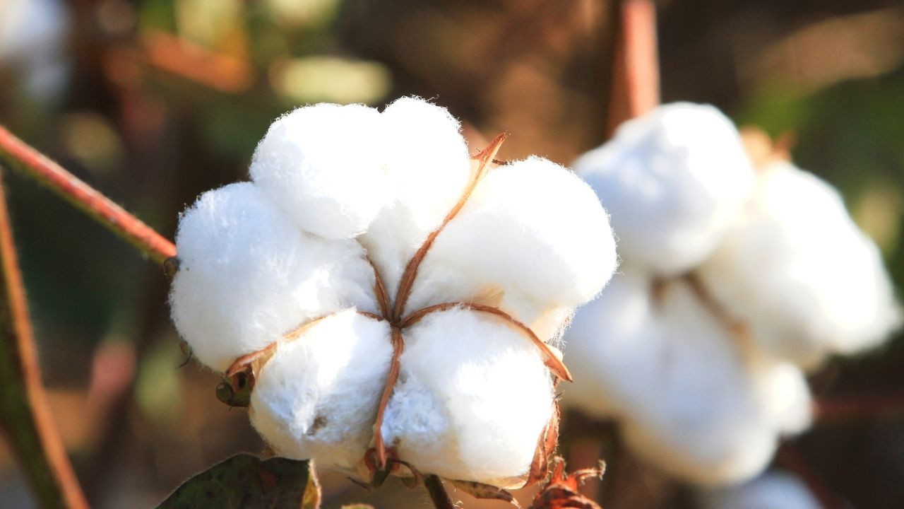 Ncdex Cotton Association Of India Partnership To Deepen Cotton Derivatives Market