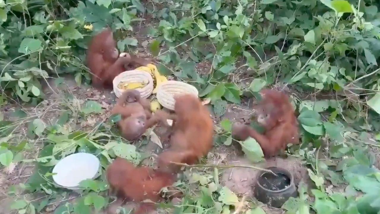 5 Critically Endangered Orangutans Rescued In Odisha Raises International Trafficking Fears