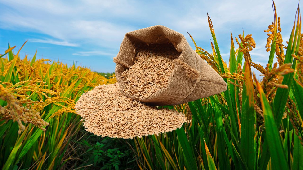 Telangana Is Preparing To Procure 6 Point 5 Million Tonnes Paddy Expenditure 18250 Crore