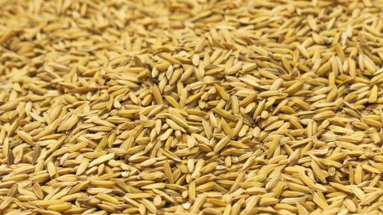 Paddy Procurement Begins In Tamil Nadu Target Set At 9 Lakh Tonnes