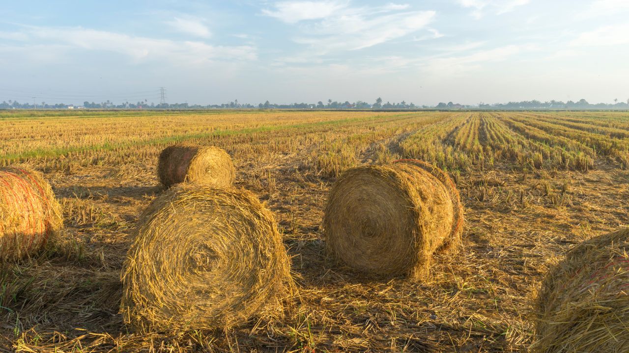 Stubble Prices Have Risen In Thanjavur Reaching As High As Rs 120 Per Bundle