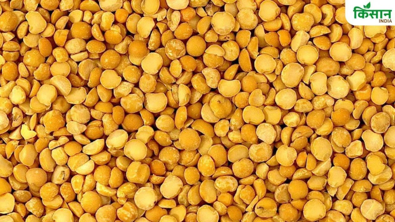Pigeon Pea Cultivation Tur Sowing Increases Yet Prices Rise Market Remains Strong