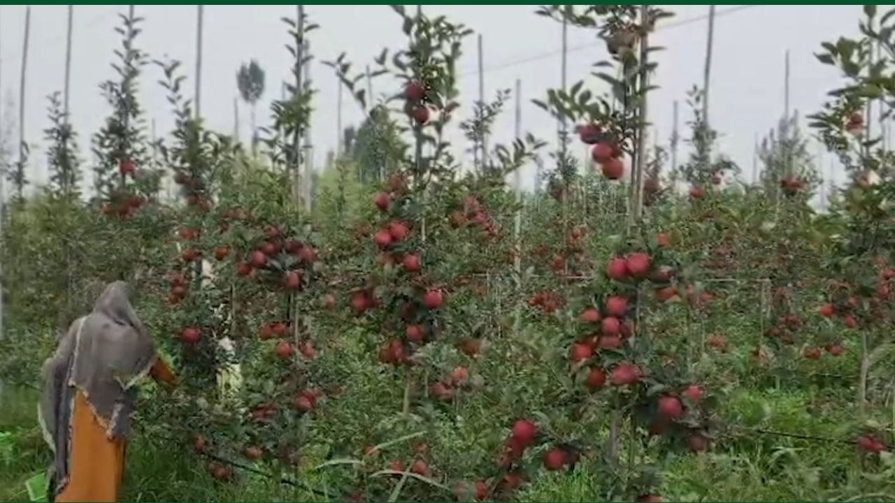 Apple Production Fall Weather Takes Toll On Apple Blossoms Farmers Costs Risen Only Price Of Rs 3500 Per Box Will Cover Expenses