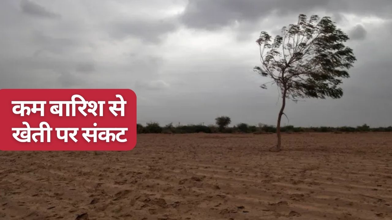 Below Normal Rainfall Forecast For September August Was Indias Hottest Since 1901 Said Imd Low Rain May Impacted Agriculture