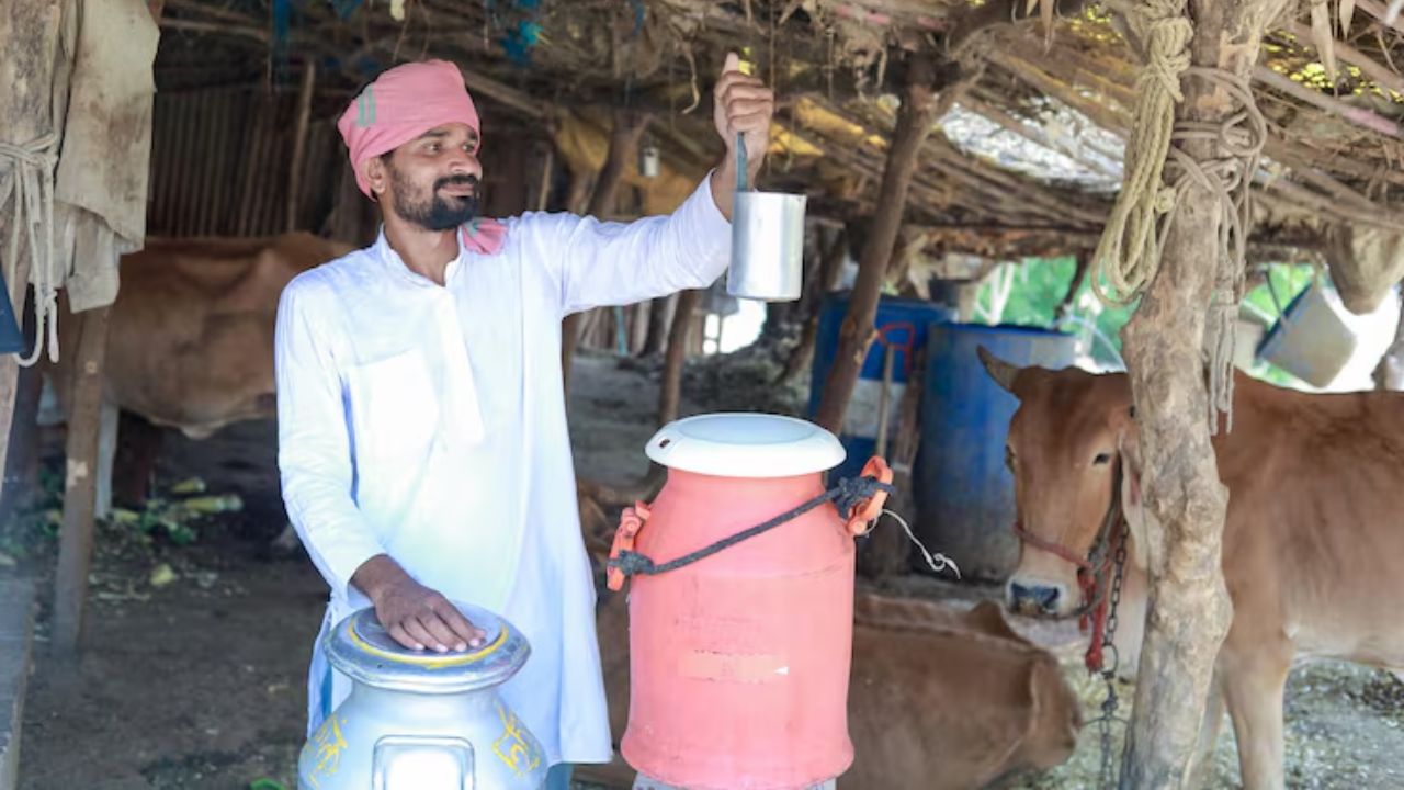 Mp Cabinet Decisions Cooperative Milk Societies To Expand To 26000 Villages Cabinet Approves Rs 2973 Crore