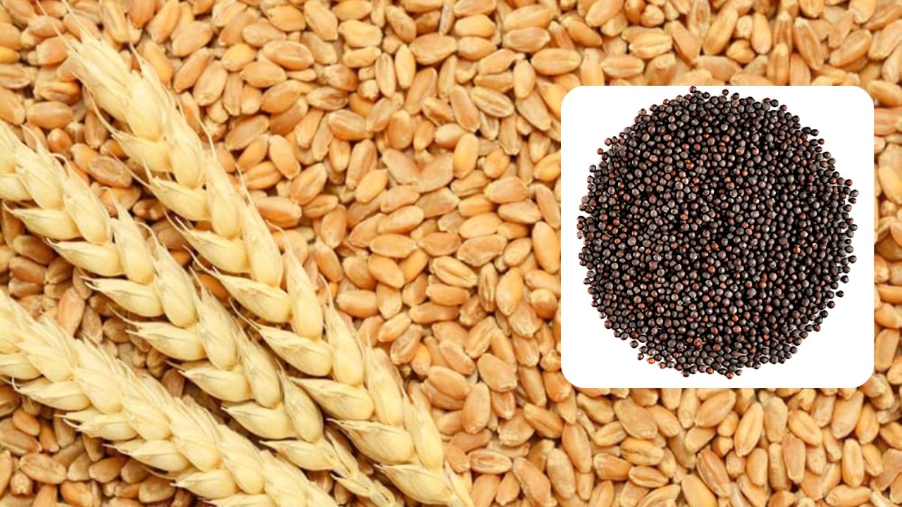 El Nino Threat To Wheat And Mustard Production Finance Ministry Report Advises Caution Regarding Rabi Crops Sowing And Production Amid Bad Weather Conditions
