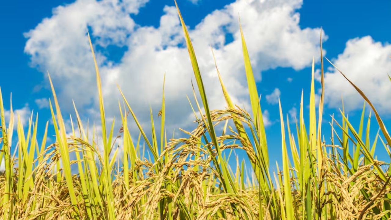 Basmati Paddy Crop To Be Monitored Using Ai Country First Basmati Organic Training Center To Be Set Up In Pilibhit Uttar Pradesh