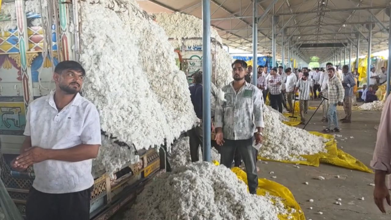 Cotton Procurement Begins Price Hits 8411 Per Quintal On The First Day Price Likely To Reach Rs 10000 Due Low Acreage Production