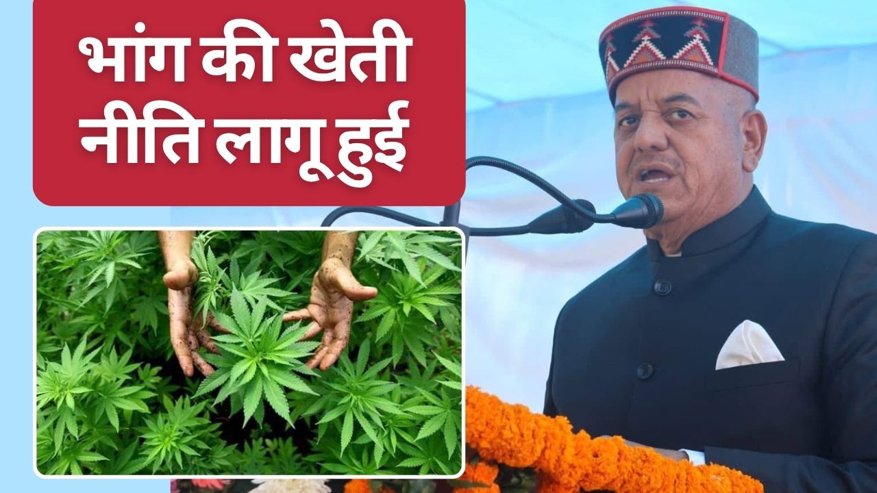 Cannabis Cultivation Policy Implemented In Himachal Farmers Granted Permission At Fee Of Rs 1000 Per Bigha
