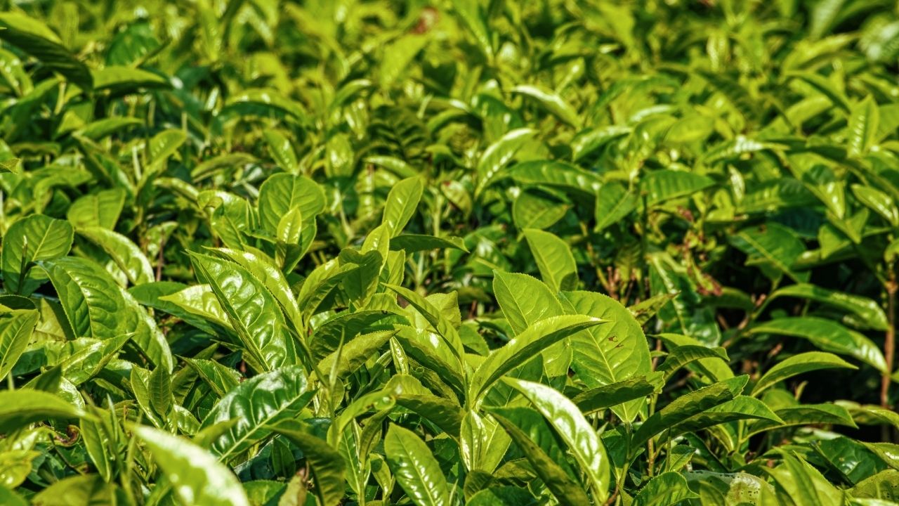 El Nino Impacts Tea Farming In Nilgiri Tamil Nadu Production Down By 60 Percent
