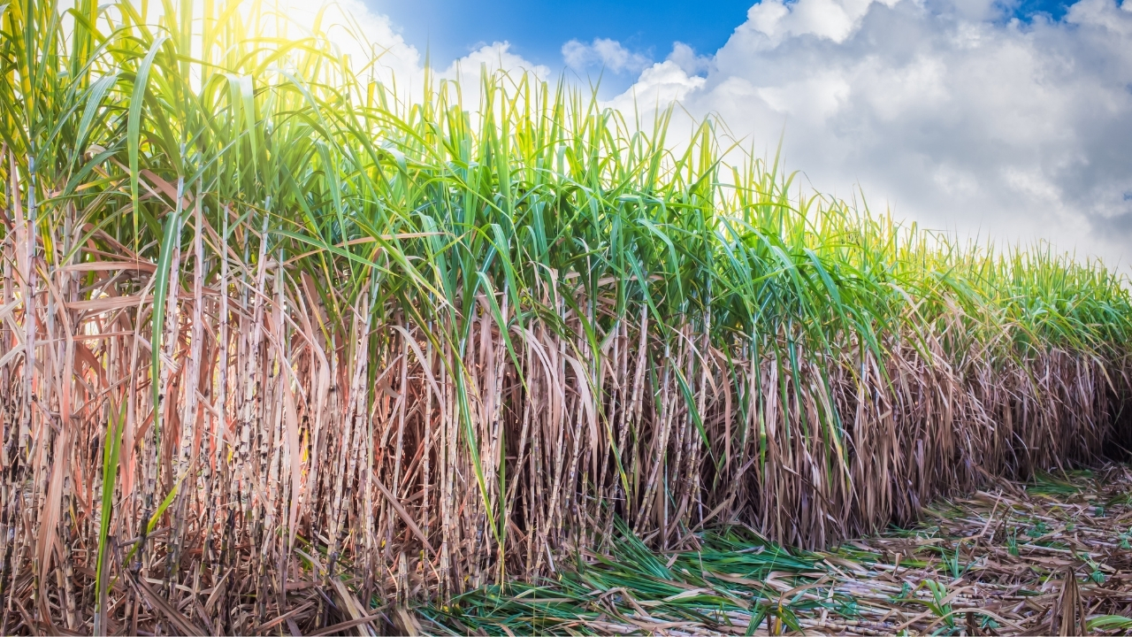 Up Sugarcane Transport Gps Tracking 24 Hours Sugar Mill Uttar Pradesh