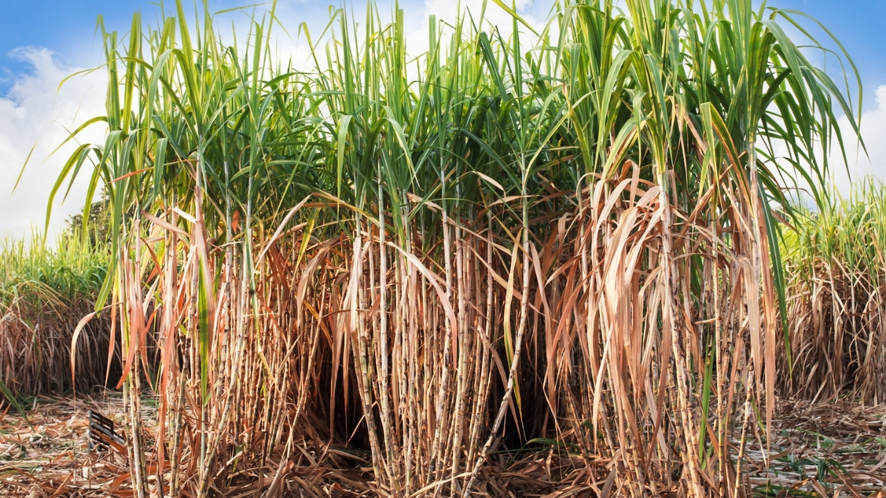 Maharashtra Sugarcane Crushing Season Delay Sugar Price Labour Rain