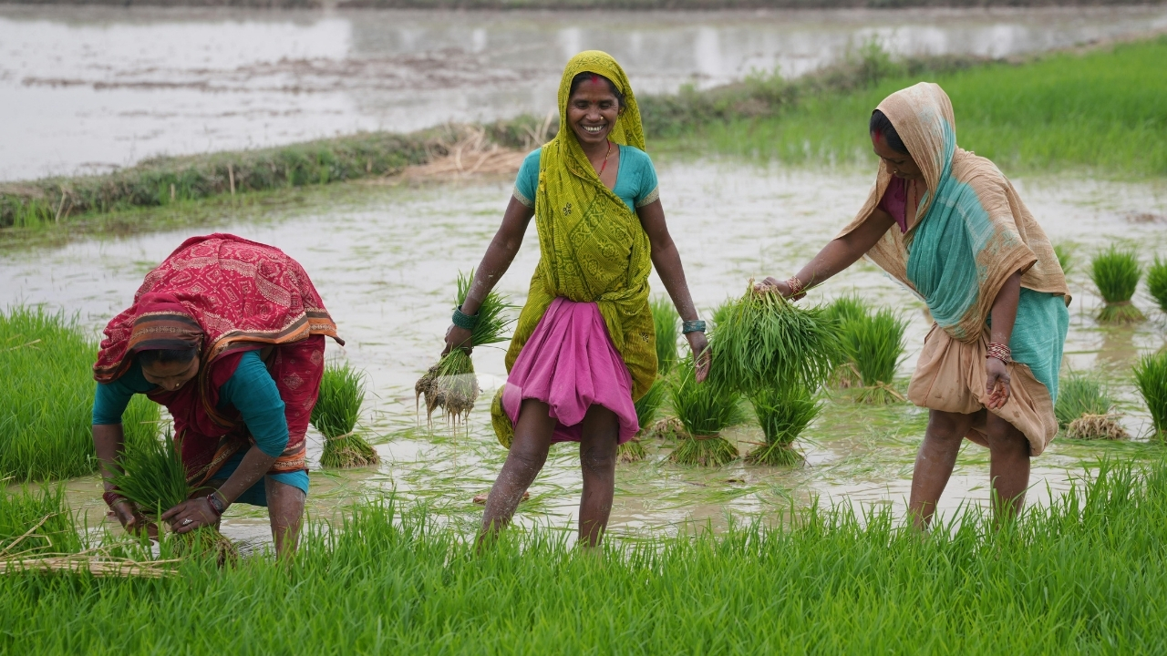 Kashmir Shalimar 4 5 Rice 7 2 Ton Yield Early Harvest Second Crop