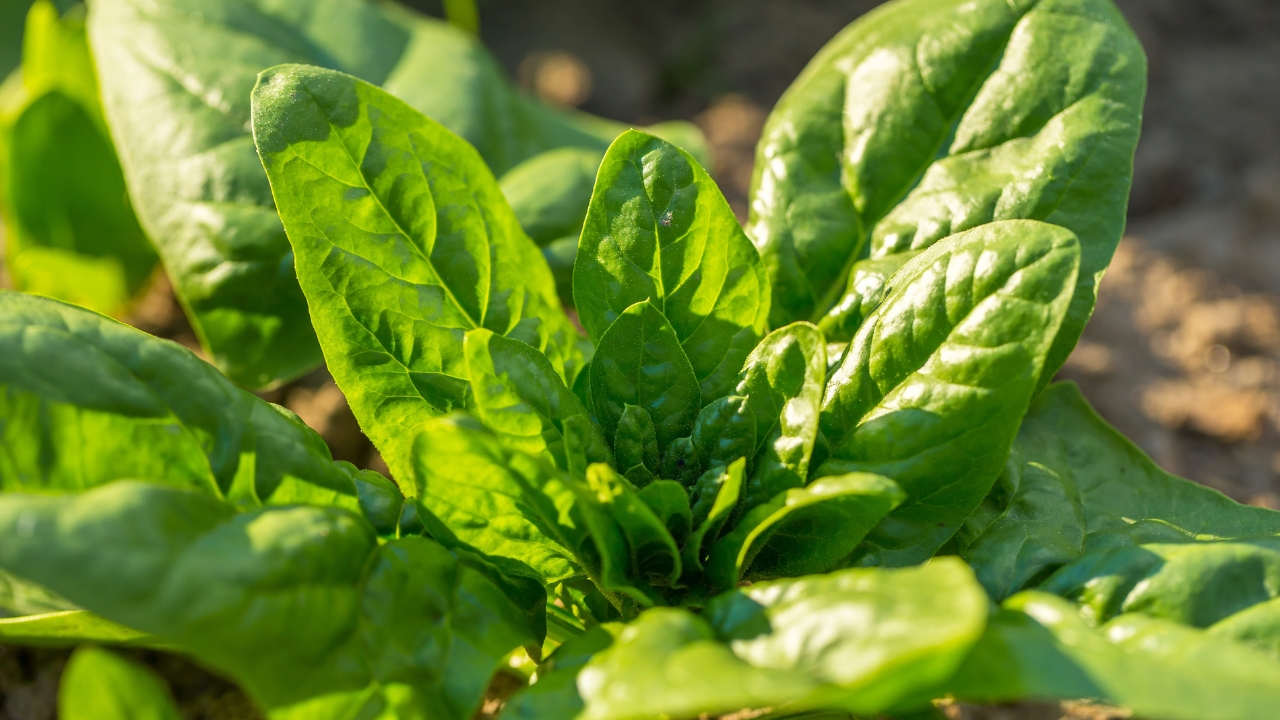 Grow Spinach Coriander Beetroot At Home In 30 Days