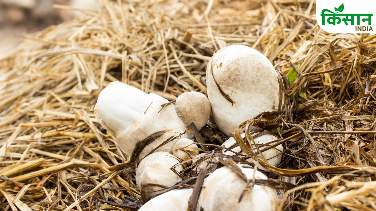Paddy Straw Mushroom Cultivation Farming Tips