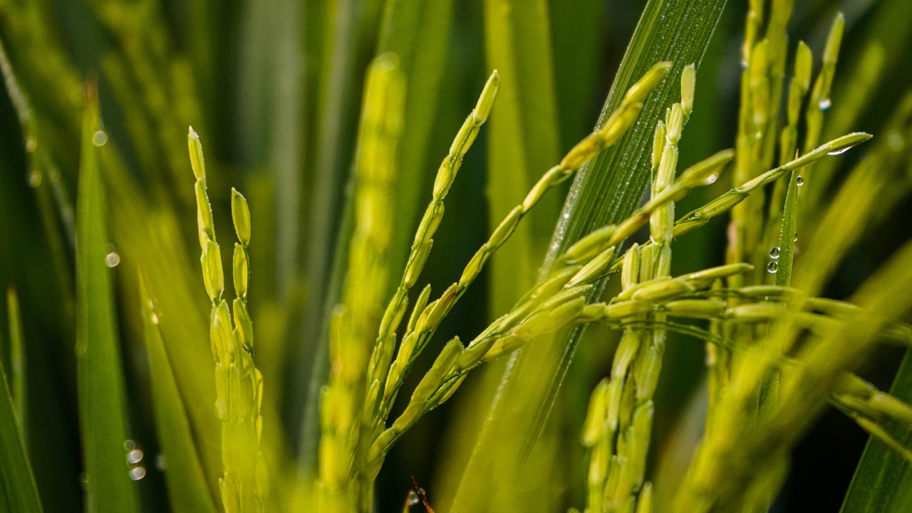 Genome Editing Rice Varieties India Farmers Climate Resilient Paddy