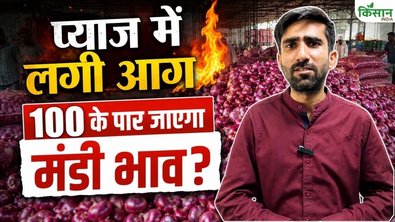 Onion Price Hike Onion Prices Surge Wholesale Market Why Have They Become Expensive