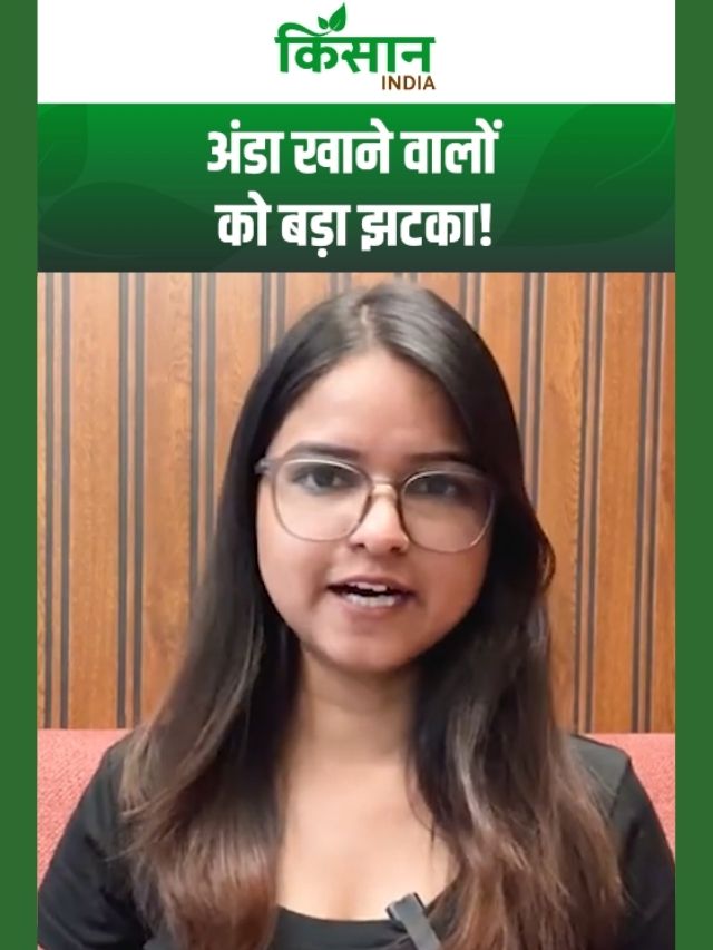 अंडा खाने वालों को बड़ा झटका! 40% तक बढ़े दाम, मक्का-एथेनॉल कनेक्शन से समझें पूरा खेल