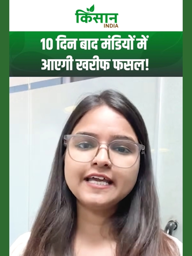 10 दिन बाद मंडियों में आएगी खरीफ फसल! मक्का-ज्वार MSP से ऊपर, किसानों को अच्छे भाव की उम्मीद!