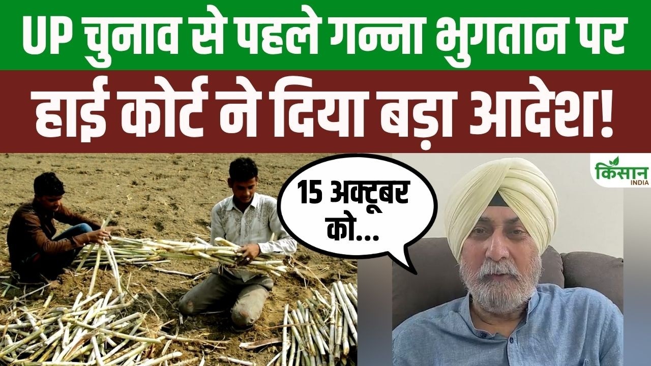 Major Relief Sugarcane Farmers Ahead Up Elections High Court Order Boosts Hopes