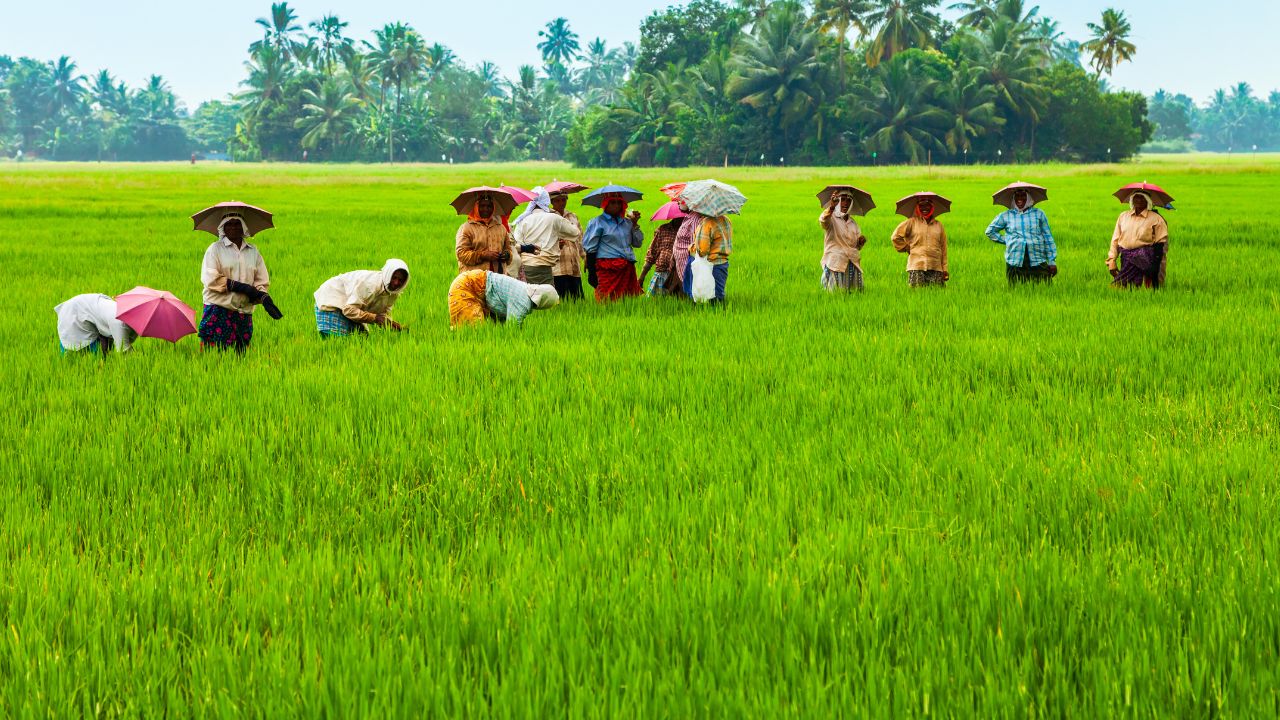 Crop Calendar Change Picture Of Agriculture In Haryana Farmers Income Will Increase