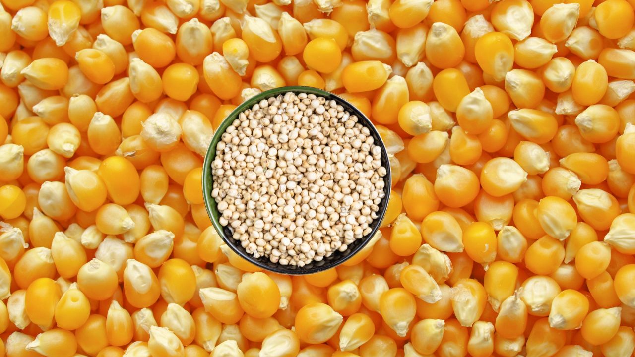 Kharif Crop Arrivals To Begin In 10 Days Maize And Sorghum Prices Above Msp