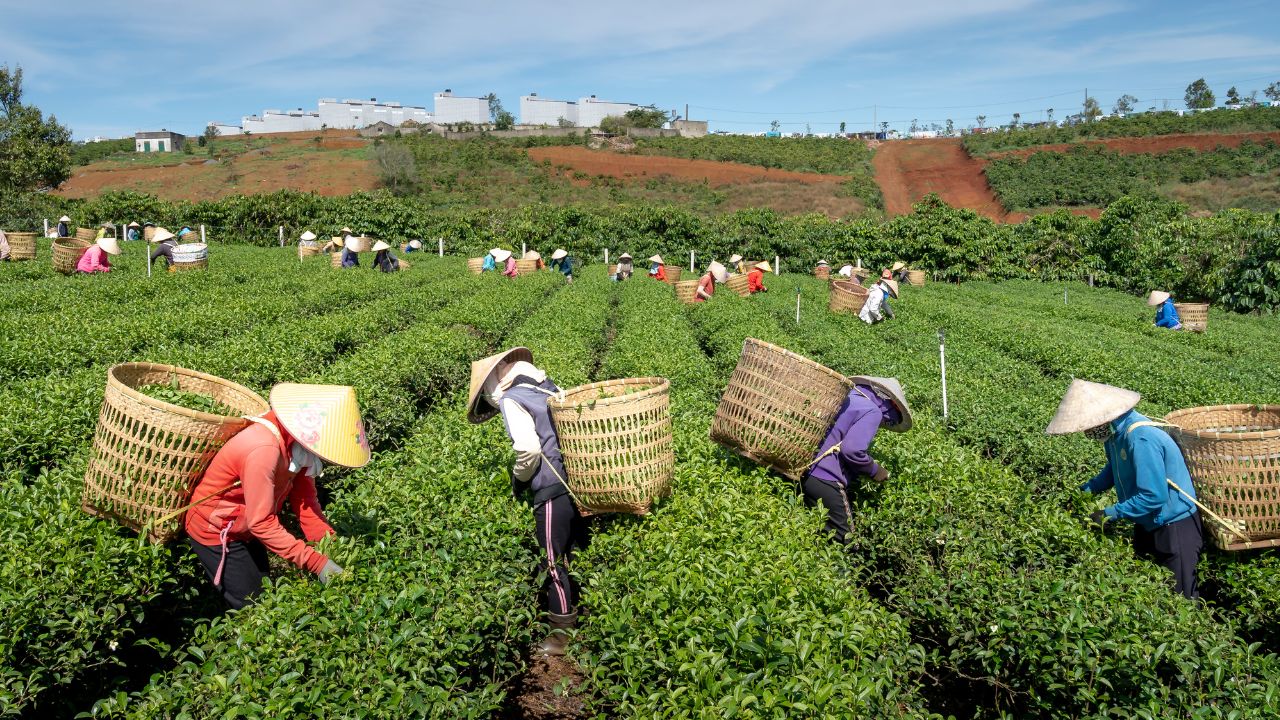 Tea Production Tea Production Falls 10 Percent Tea Price Hike Assam Tea