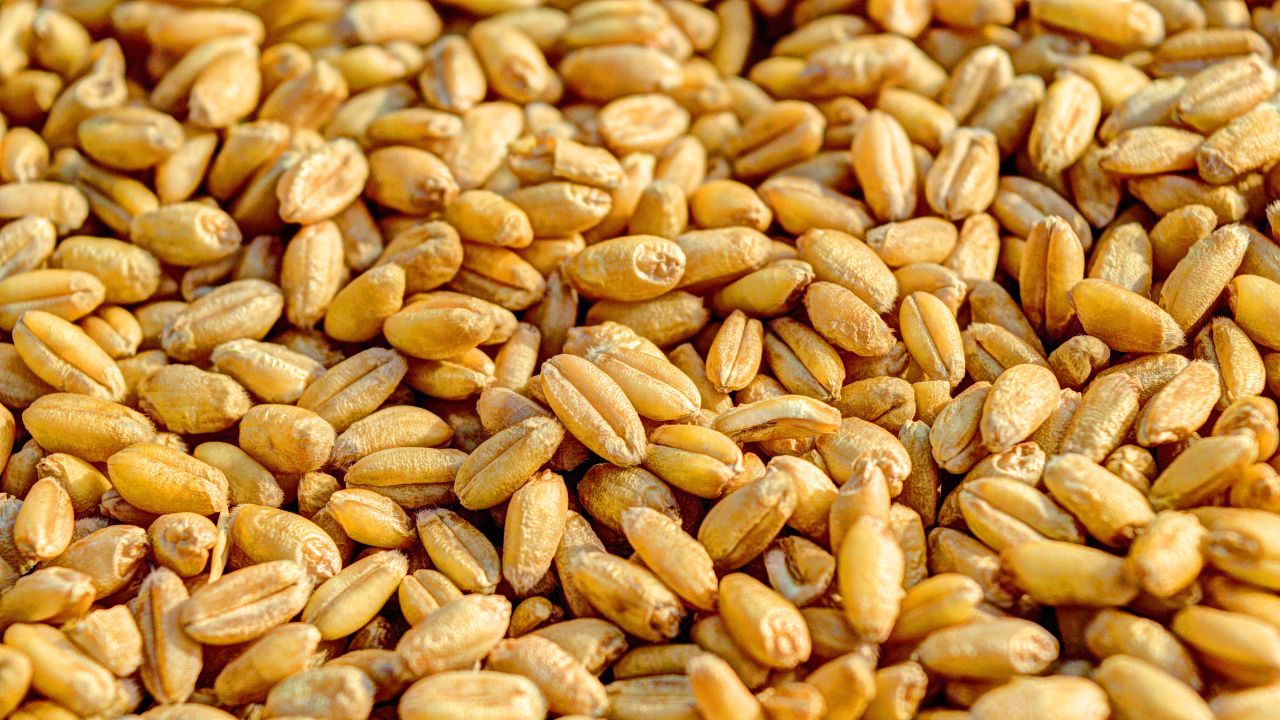 Wheat Mandi Rate Wheat Mandi Price Hike Up Mandi Wheat Rate Is Rs 2640 Per Quintal